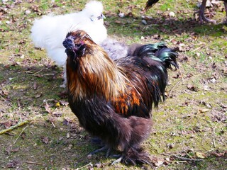 Poule de concours dans la ferme du zoo d'Amiens dans la Somme France