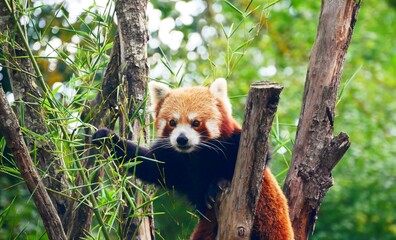 Portrait d'un panda roux perché dans un arbre au zoo d'Amiens dans la Somme. France