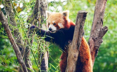 Portrait d'un panda roux perché dans un arbre au zoo d'Amiens dans la Somme. France