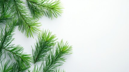Obraz premium The Green Pine Needle Background