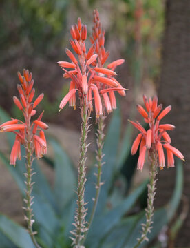 Beautiful close-up of the flowers of aloe deltoideodonta var. candicans