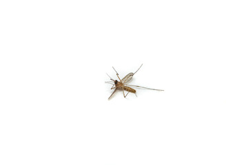 One dead mosquito on white background, soft focus close up