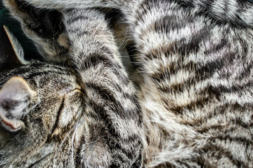 Sleeping cat, gray fur texture, soft focus close up