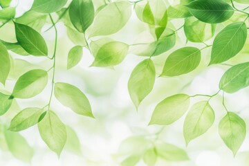 Fresh spring green leaves on soft blurred background