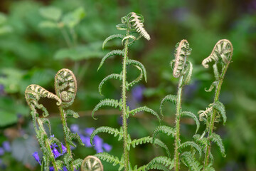 Woodland Ferns, new leaves unfurling