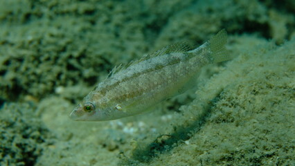 Grey wrasse (Symphodus cinereus) undersea, Aegean Sea, Greece, Halkidiki, Pirgos beach
