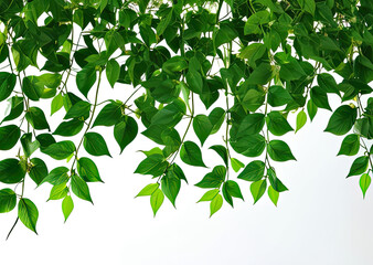 green leaves on white background, generative ai