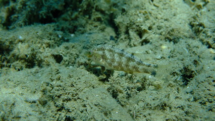 Grey wrasse (Symphodus cinereus) undersea, Aegean Sea, Greece, Halkidiki, Pirgos beach