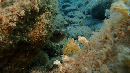 Grey wrasse (Symphodus cinereus) undersea, Aegean Sea, Greece, Halkidiki, Pirgos beach