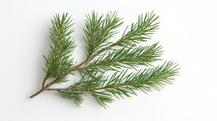 The Green Pine Branch