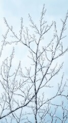 Crystal Branches, Frost