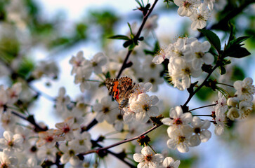 Butterfly on a flower