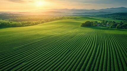 Aerial view of vast, lush green farmlands with perfectly aligned crops, captured by a drone at sunrise, with long shadows and soft light enhancing the textures of the fields