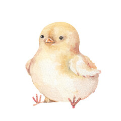 Cute yellow fluffy chick. Little baby bird hand drawn watercolor illustration isolated on white © Eva Kleinman