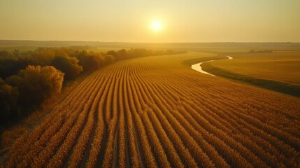 Naklejka premium Drone view of a large cornfield in the late afternoon, with the sun casting a golden glow over the landscape and a winding river seen in the distance, creating space for copy