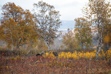 bears in a natural park