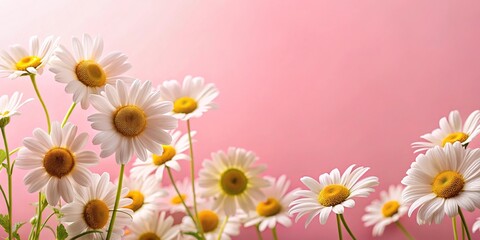 Low angle view of chamomile flowers on pink background