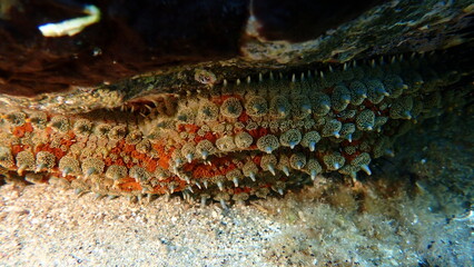 Sea star spiny starfish (Marthasterias glacialis) close-up undresea, Aegean Sea, Greece, Halkidiki, Pirgos beach