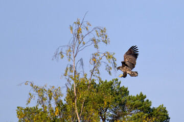 Seeadler bei der Landung auf einem Baum