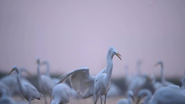A single great egret with outstretched wings lands amongst a flock of other egrets