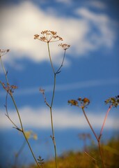 Dry Tansy plants against blue sky at the end of the summer