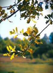 Tree branches with leaves in late summer against clear sky