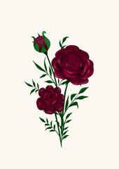Two lush blooming and one bud of burgundy peonies with green stems and leaves on a beige background in the center of the illustration, close-up, side view. Spring and summer flowers.
