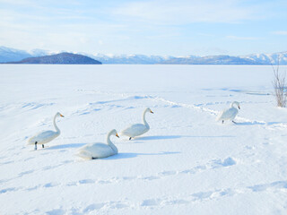 Whooper swans walking on the snow in Teshikagako, Hokkaido, Japan