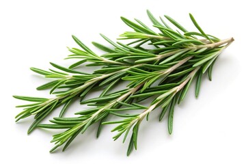 Fototapeta premium Low angle view of rosemary herb spice leaves on white background isolated cutout