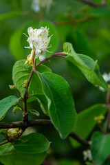 Lonicera xylosteum, fly honeysuckle white flowers closeup selective focus
