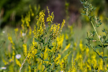 In the wild bloom Melilotus officinalis - honey, essential oil and medicinal plant