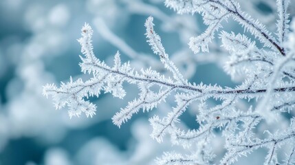 Hoarfrost-laced twigs in nature's embrace