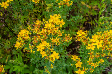 flowers of Saint Johns wort, Hypericum perforatum