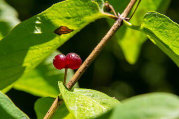 Festive Holiday Honeysuckle Branch with Red Berries Lonicera xylosteum