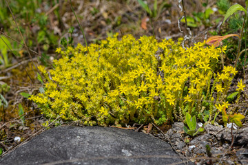 Muller seeds in forest bed. Sedum acre. Yellow flowers growing in the field
