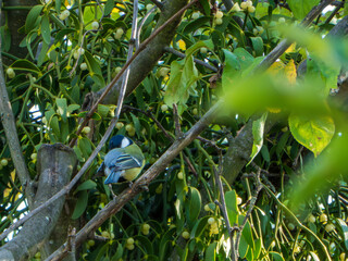 A tit sits on a branch of an old tree and catches bugs