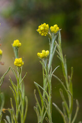 Flowering Helichrysum arenarium, close-up, with vignette. Medicinal plants