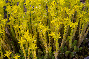 Muller seeds in forest bed. Sedum acre. Yellow flowers growing in the field