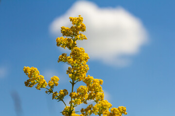 Closeup yellow flowers of lady's bedstraw, yellow bedstraw Galium verum in a Dutch garden. Family Rubiaceae. Summer, August, Netherlands