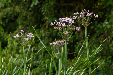 Photo butomus umbellatus flower burchardia, macro photo, forest water lily flower, summer spring, botany, background pink