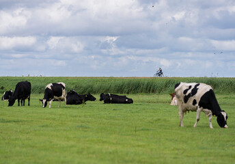 Vacas en el campo con ciclistas al fondo en bicicleta un dia soleado con cielo con nubes