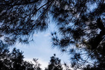 cielo azul y ramas de arboles © imageblock
