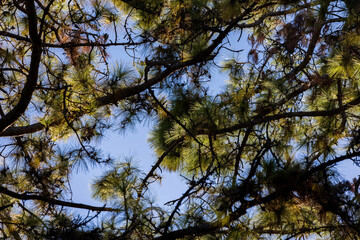 Obraz premium cielo azul y ramas de arboles