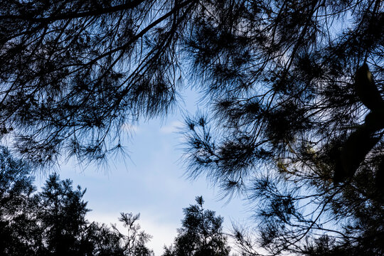 cielo azul y ramas de arboles