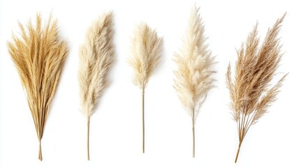 Five pampas grass stems in different shades of beige arranged in a row against a white background.