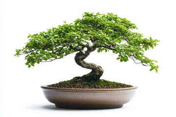 A Elm bonsai tree in a ceramic pot isolated on a white background
