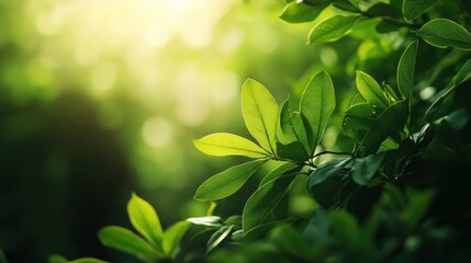 Close-up of green leaves with sunlight filtering through.