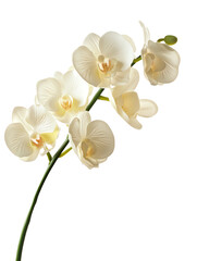 Obraz premium Beautiful white orchid flowers