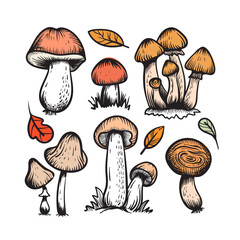 Mushroom varieties graphic illustration. Vector illustration.
