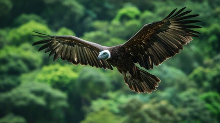 Obraz premium Vulture in green forest.